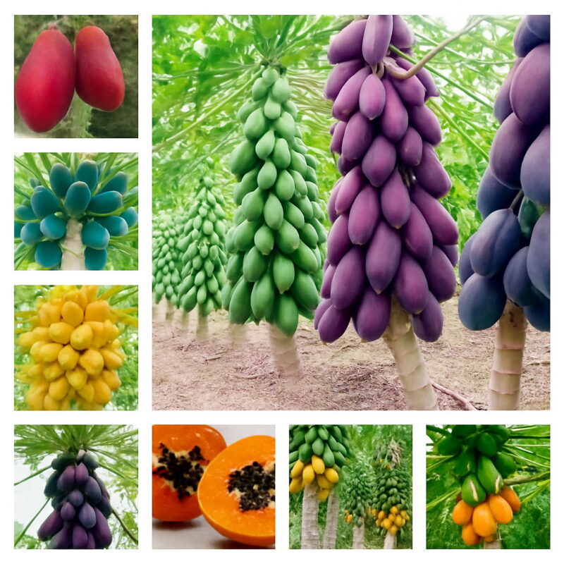 30 Pcs Sweet Papaya Bonsai Outdoor Tropical Juicy Jardin Fruit Heirloom Organic Garden Dwarf Tree Plants Seeds