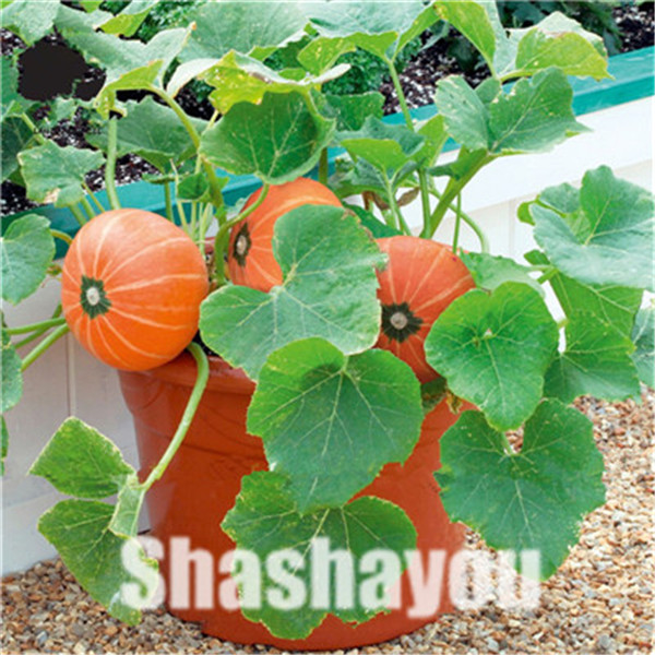 10 Pcs Mini Pumpkin Organic Vegetables Nutrientdense Food Nongmo Seeds For Indoor And Outdoor Cultivation - 4