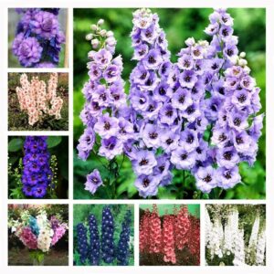 101 Pcs Colourful Delphinium Bonsai Japan Beautiful Plants Colorful Variety Chinese Charming Plant Seeds