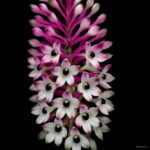 100 Pcs Dwarf Dendrobium Bonsai Potted Plant Flower In Orchid Plants Home Garden Budding Rate 97% Seeds - 6