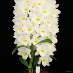 100 Pcs Dwarf Dendrobium Bonsai Potted Plant Flower In Orchid Plants Home Garden Budding Rate 97% Seeds - 4