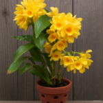 100 Pcs Dwarf Dendrobium Bonsai Potted Plant Flower In Orchid Plants Home Garden Budding Rate 97% Seeds - 3