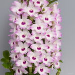 100 Pcs Dwarf Dendrobium Bonsai Potted Plant Flower In Orchid Plants Home Garden Budding Rate 97% Seeds - 2