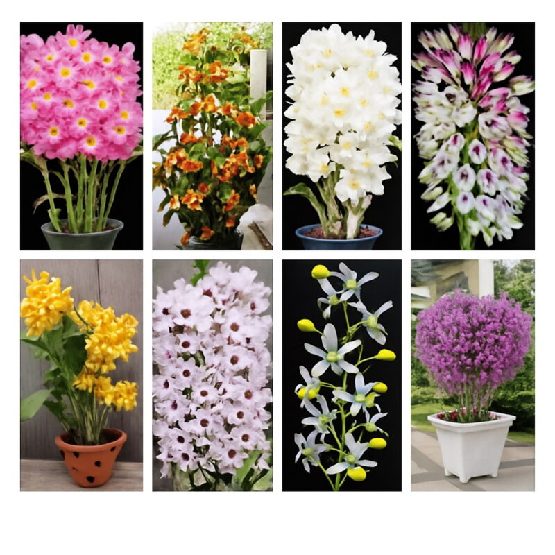 100 Pcs Dwarf Dendrobium Bonsai Potted Plant Flower In Orchid Plants Home Garden Budding Rate 97% Seeds