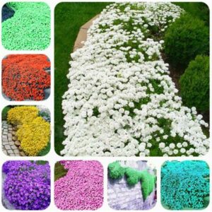 100pc Rock Cress Bonsai Climbing Plant Creeping Thyme Flores Perennial Ground Cover Flower Home Garden Seeds