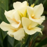 100 Pcs Exotic Bonsai Canna Lily Flore Outdoor & Indoor Potted Perennial Ornamental Flower Plant Home Garden Decor Seeds - 6 100 Pcs Exotic Bonsai Canna Lily Flore Outdoor & Indoor Potted Perennial Ornamental Flower Plant Home Garden Decor Seeds - 6