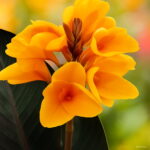 100 Pcs Exotic Bonsai Canna Lily Flore Outdoor & Indoor Potted Perennial Ornamental Flower Plant Home Garden Decor Seeds - 5 100 Pcs Exotic Bonsai Canna Lily Flore Outdoor & Indoor Potted Perennial Ornamental Flower Plant Home Garden Decor Seeds - 5