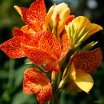 100 Pcs Exotic Bonsai Canna Lily Flore Outdoor & Indoor Potted Perennial Ornamental Flower Plant Home Garden Decor Seeds - 4 100 Pcs Exotic Bonsai Canna Lily Flore Outdoor & Indoor Potted Perennial Ornamental Flower Plant Home Garden Decor Seeds - 4