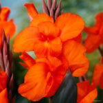 100 Pcs Exotic Bonsai Canna Lily Flore Outdoor & Indoor Potted Perennial Ornamental Flower Plant Home Garden Decor Seeds - 3 100 Pcs Exotic Bonsai Canna Lily Flore Outdoor & Indoor Potted Perennial Ornamental Flower Plant Home Garden Decor Seeds - 3