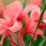 100 Pcs Exotic Bonsai Canna Lily Flore Outdoor & Indoor Potted Perennial Ornamental Flower Plant Home Garden Decor Seeds - 2 100 Pcs Exotic Bonsai Canna Lily Flore Outdoor & Indoor Potted Perennial Ornamental Flower Plant Home Garden Decor Seeds - 2