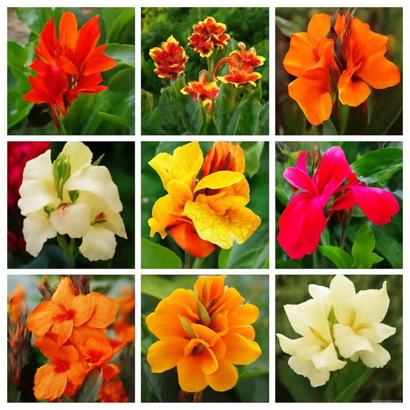 100 Pcs Exotic Bonsai Canna Lily Flore Outdoor & Indoor Potted Perennial Ornamental Flower Plant Home Garden Decor Seeds