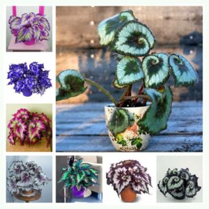 100 Pcs Mixed Begonia Flower Potted Bonsai Indoor Decoratie Beautiful Garden Wall Plant Home Decor Office Desk Seeds