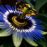 100 Pcs Pack Passion Flower Flores Vine Fruit Passiflora Bonsai Plant Plantas Diy Home Garden Organic Tropical Seeds - 6 100 Pcs Pack Passion Flower Flores Vine Fruit Passiflora Bonsai Plant Plantas Diy Home Garden Organic Tropical Seeds - 6
