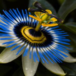 100 Pcs Pack Passion Flower Flores Vine Fruit Passiflora Bonsai Plant Plantas Diy Home Garden Organic Tropical Seeds - 5 100 Pcs Pack Passion Flower Flores Vine Fruit Passiflora Bonsai Plant Plantas Diy Home Garden Organic Tropical Seeds - 5