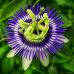 100 Pcs Pack Passion Flower Flores Vine Fruit Passiflora Bonsai Plant Plantas Diy Home Garden Organic Tropical Seeds - 4 100 Pcs Pack Passion Flower Flores Vine Fruit Passiflora Bonsai Plant Plantas Diy Home Garden Organic Tropical Seeds - 4