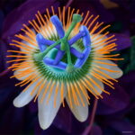 100 Pcs Pack Passion Flower Flores Vine Fruit Passiflora Bonsai Plant Plantas Diy Home Garden Organic Tropical Seeds - 3 100 Pcs Pack Passion Flower Flores Vine Fruit Passiflora Bonsai Plant Plantas Diy Home Garden Organic Tropical Seeds - 3