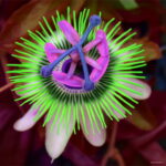 100 Pcs Pack Passion Flower Flores Vine Fruit Passiflora Bonsai Plant Plantas Diy Home Garden Organic Tropical Seeds - 2 100 Pcs Pack Passion Flower Flores Vine Fruit Passiflora Bonsai Plant Plantas Diy Home Garden Organic Tropical Seeds - 2