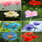 100%genuine 100pcs Poppy Papaver Croceum Novel Bonsai Plants Nudicaule Beautiful Flowers Home Garden Seeds 100%genuine 100pcs Poppy Papaver Croceum Novel Bonsai Plants Nudicaule Beautiful Flowers Home Garden Seeds