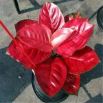 Hot Dieffenbachia Bonsai 100pcs Home Money Tree Plant Indoor Plantas Garden Pottted Plants Perennial Lucky Bo Seeds - 4