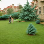 Big 500 Pcs Sky Blue Grass Bonsai Lawn Perennial Garden Outdoor Ornamentals Germination Rate Of 95% & Seeds - 5 Big 500 Pcs Sky Blue Grass Bonsai Lawn Perennial Garden Outdoor Ornamentals Germination Rate Of 95% & Seeds - 5