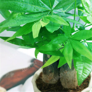 2 Pieces Mini Pachira Macrocarpa Bonsai Hawaiian Make Money Tree Plant Pot Indoor Flowers Diy Potted Plants Seeds - 2