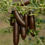 50 Pcs Ice Pink Finger Lime Plants Pomegranate Organic Fruit Tree Bonsai Balcony Home Garden Seeds - 4 50 Pcs Ice Pink Finger Lime Plants Pomegranate Organic Fruit Tree Bonsai Balcony Home Garden Seeds - 4