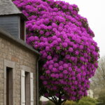 Bonsai 100 Pcs Climbing Bougainvillea Plant Spectabilis Willd Plants Flower Home Garden To Seeds - 6 Bonsai 100 Pcs Climbing Bougainvillea Plant Spectabilis Willd Plants Flower Home Garden To Seeds - 6