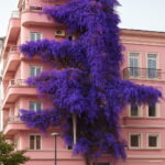 Bonsai 100 Pcs Climbing Bougainvillea Plant Spectabilis Willd Plants Flower Home Garden To Seeds - 5 Bonsai 100 Pcs Climbing Bougainvillea Plant Spectabilis Willd Plants Flower Home Garden To Seeds - 5