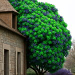 Bonsai 100 Pcs Climbing Bougainvillea Plant Spectabilis Willd Plants Flower Home Garden To Seeds - 4 Bonsai 100 Pcs Climbing Bougainvillea Plant Spectabilis Willd Plants Flower Home Garden To Seeds - 4