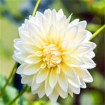 50pcs Dahlia Plants Beautiful Rainbow Garden Flowers High Survival Rate Bonsai Tree Decoration Seeds - 5