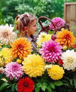 50pcs Dahlia Plants Beautiful Rainbow Garden Flowers High Survival Rate Bonsai Tree Decoration Seeds