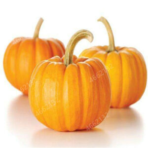 10 Pcs Sweet Pumpkin Bonsai Organic Heirloom Squash Winter Butternut Vegetables Home Garden Seeds - 2