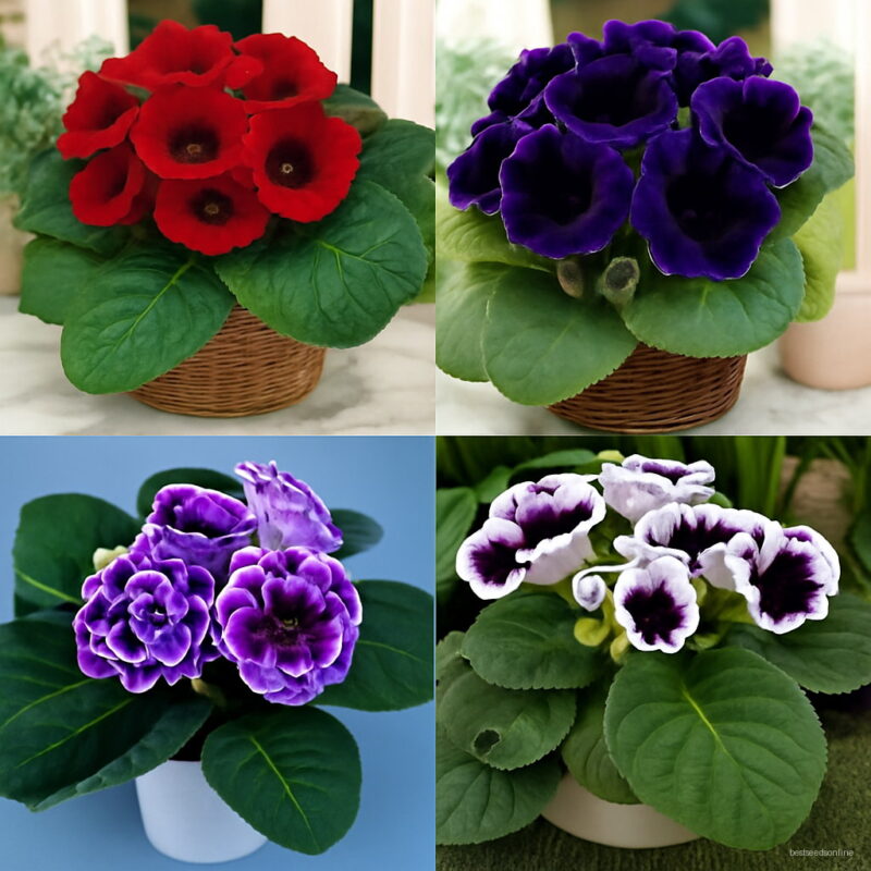 100 Pcs Hot Gloxinia Bonsai Perennial Flowering Plants Sinningia Speciosa Balcony Flower Diy Home Garden Seeds