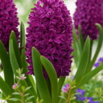 200 Pcs Bonsai Hyacinth Perennial Potted Plant Indoor In Pots Flower Home Garden Seeds - 6 200 Pcs Bonsai Hyacinth Perennial Potted Plant Indoor In Pots Flower Home Garden Seeds - 6