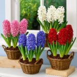 200 Pcs Bonsai Hyacinth Perennial Potted Plant Indoor In Pots Flower Home Garden Seeds - 5 200 Pcs Bonsai Hyacinth Perennial Potted Plant Indoor In Pots Flower Home Garden Seeds - 5