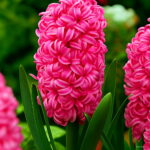 200 Pcs Bonsai Hyacinth Perennial Potted Plant Indoor In Pots Flower Home Garden Seeds - 3 200 Pcs Bonsai Hyacinth Perennial Potted Plant Indoor In Pots Flower Home Garden Seeds - 3