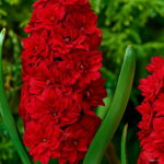 200 Pcs Bonsai Hyacinth Perennial Potted Plant Indoor In Pots Flower Home Garden Seeds - 2 200 Pcs Bonsai Hyacinth Perennial Potted Plant Indoor In Pots Flower Home Garden Seeds - 2