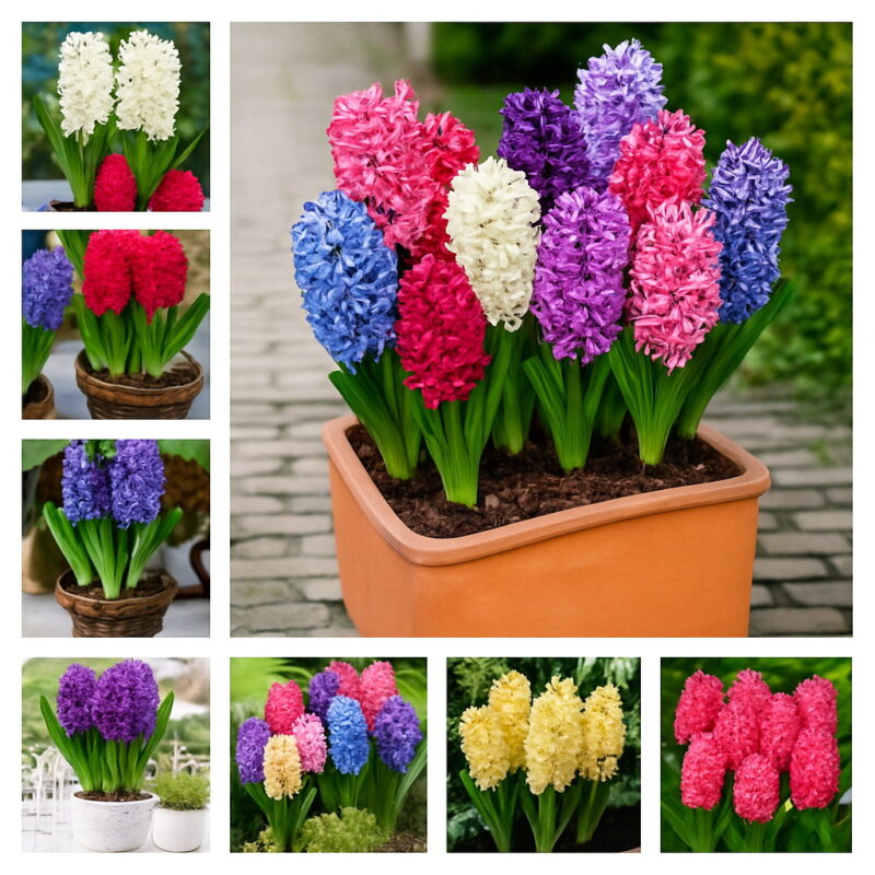 200 Pcs Bonsai Hyacinth Perennial Potted Plant Indoor In Pots Flower Home Garden Seeds