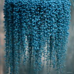 200 Pcs Blue Pearl Chlorophytum Bonsai Office Desktop Flowers Succulents Anti-radiation Computer Potted Plants Purify Air Seeds - 4 200 Pcs Blue Pearl Chlorophytum Bonsai Office Desktop Flowers Succulents Anti-radiation Computer Potted Plants Purify Air Seeds - 4