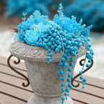 200 Pcs Blue Pearl Chlorophytum Bonsai Office Desktop Flowers Succulents Anti-radiation Computer Potted Plants Purify Air Seeds - 2 200 Pcs Blue Pearl Chlorophytum Bonsai Office Desktop Flowers Succulents Anti-radiation Computer Potted Plants Purify Air Seeds - 2