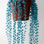 200 Pcs Blue Pearl Chlorophytum Bonsai Office Desktop Flowers Succulents Anti-radiation Computer Potted Plants Purify Air Seeds 200 Pcs Blue Pearl Chlorophytum Bonsai Office Desktop Flowers Succulents Anti-radiation Computer Potted Plants Purify Air Seeds