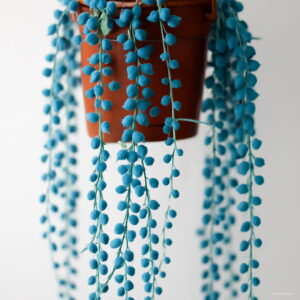 200 Pcs Blue Pearl Chlorophytum Bonsai Office Desktop Flowers Succulents Anti-radiation Computer Potted Plants Purify Air Seeds