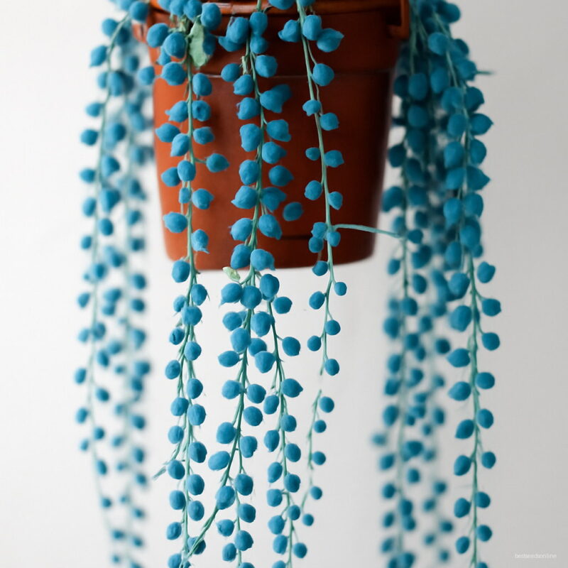 200 Pcs Blue Pearl Chlorophytum Bonsai Office Desktop Flowers Succulents Anti-radiation Computer Potted Plants Purify Air Seeds