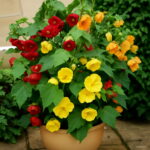 100pcs Giant Double Petals Hibiscus Plant Blue Bonsai Flower Perennial Indoor Home Garden Decoration Seeds - 6 100pcs Giant Double Petals Hibiscus Plant Blue Bonsai Flower Perennial Indoor Home Garden Decoration Seeds - 6