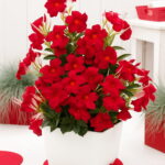 100pcs Giant Double Petals Hibiscus Plant Blue Bonsai Flower Perennial Indoor Home Garden Decoration Seeds - 5 100pcs Giant Double Petals Hibiscus Plant Blue Bonsai Flower Perennial Indoor Home Garden Decoration Seeds - 5