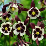 Big 100 Pcs Aquilegia Potted Flowers Double Bonsai Balcony Plant Garden & Home Four Seasons Planting Seeds - 3 Big 100 Pcs Aquilegia Potted Flowers Double Bonsai Balcony Plant Garden & Home Four Seasons Planting Seeds - 3