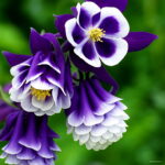 Big 100 Pcs Aquilegia Potted Flowers Double Bonsai Balcony Plant Garden & Home Four Seasons Planting Seeds - 2 Big 100 Pcs Aquilegia Potted Flowers Double Bonsai Balcony Plant Garden & Home Four Seasons Planting Seeds - 2