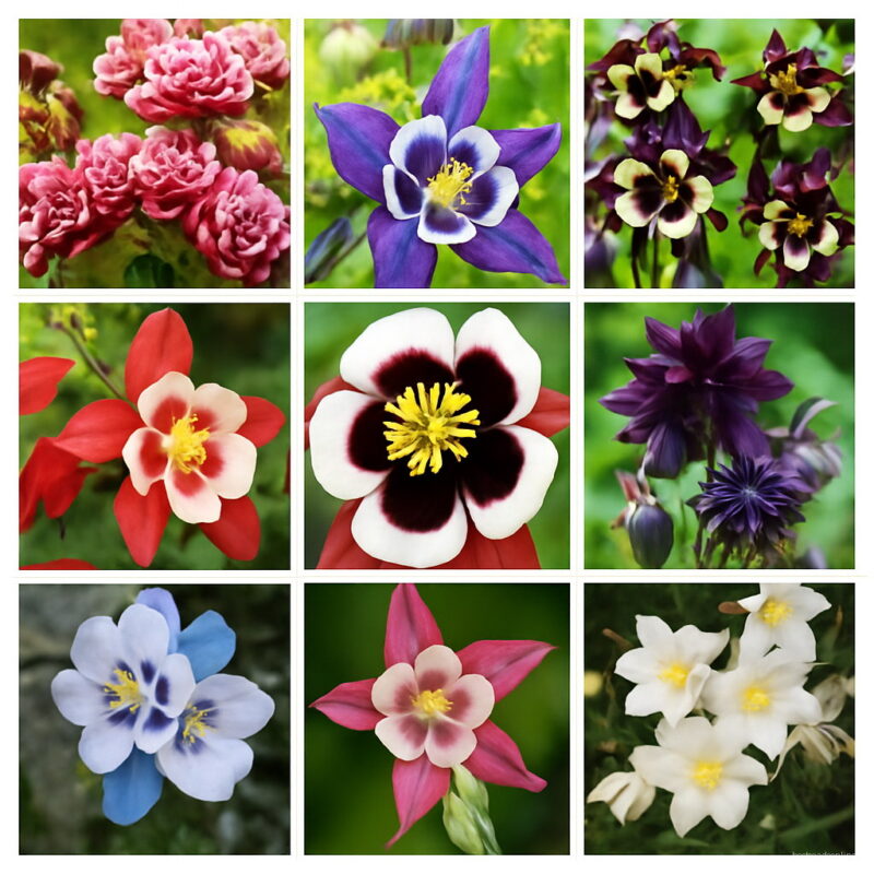 Big 100 Pcs Aquilegia Potted Flowers Double Bonsai Balcony Plant Garden & Home Four Seasons Planting Seeds