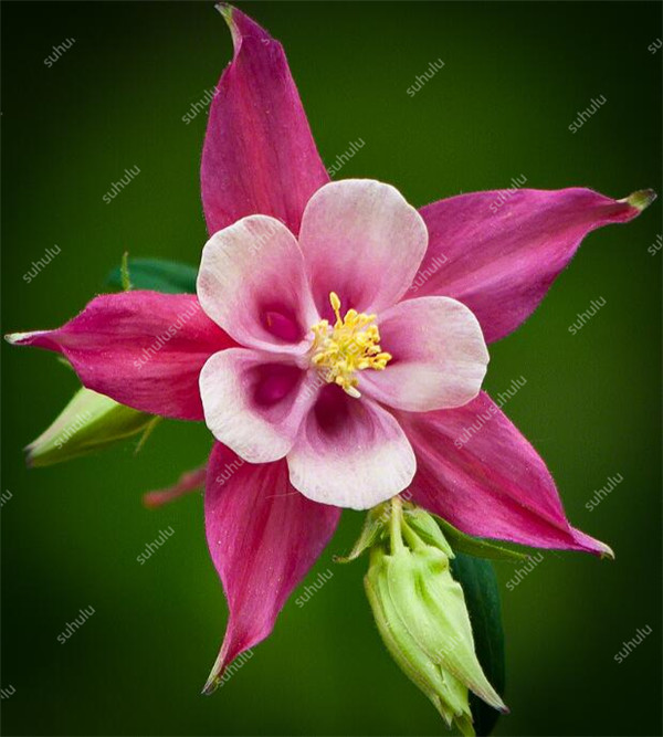 Large 100 Pcs Aquilegia Double Balcony Flowers Allseason Seeding Vibrant Indoor Outdoor Decorations - 6