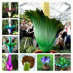 100 Pcs Corpse Flower Plants The Titan Arum Is Also Known As Inch Or Plant Bonsai Home Garden Seeds